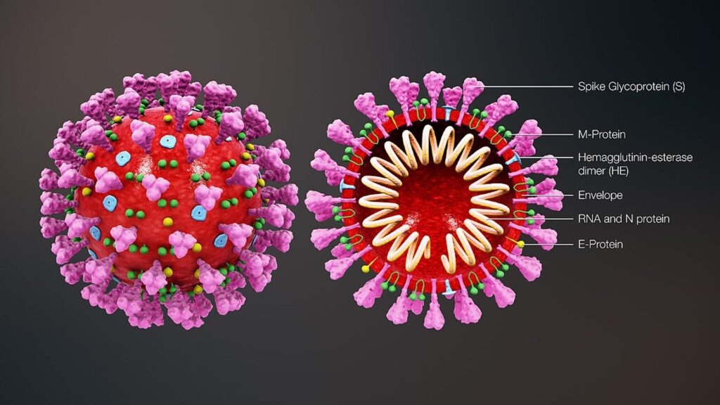 Proteina Spike Coronavirus Covid Struttura 3d