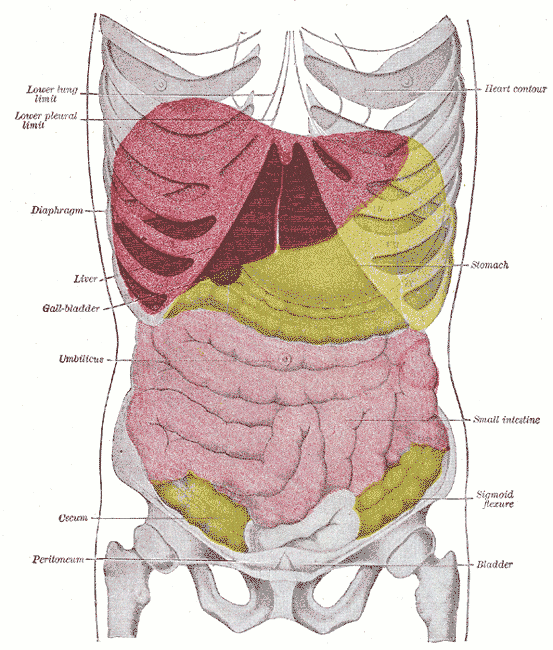 Fegato In Grays Anatomy